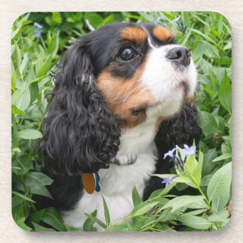 Tri Color Cavalier King Charles Spaniel Dog Beverage Coaster