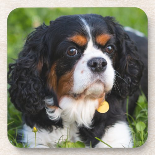 Tri Color Cavalier King Charles Spaniel Dog Beverage Coaster