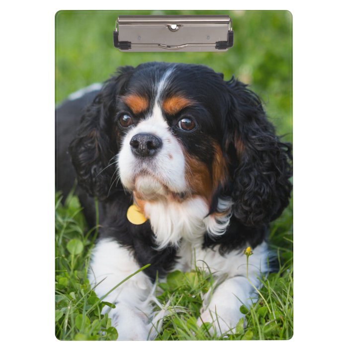 Tri Color Cavalier King Charles Spaniel Dog Clipboard Zazzle Com