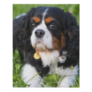 Tri Color Cavalier King Charles Spaniel Dog Faux Canvas Print