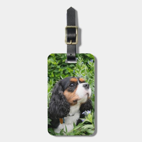 Tri Color Cavalier King Charles Spaniel Dog Luggage Tag