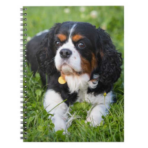 Tri Color Cavalier King Charles Spaniel Dog Notebook