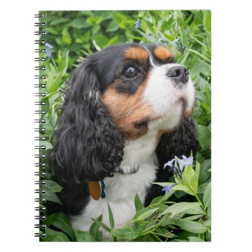 Tri Color Cavalier King Charles Spaniel Dog Notebook