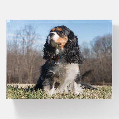 Tri Color Cavalier King Charles Spaniel Dog Paperweight