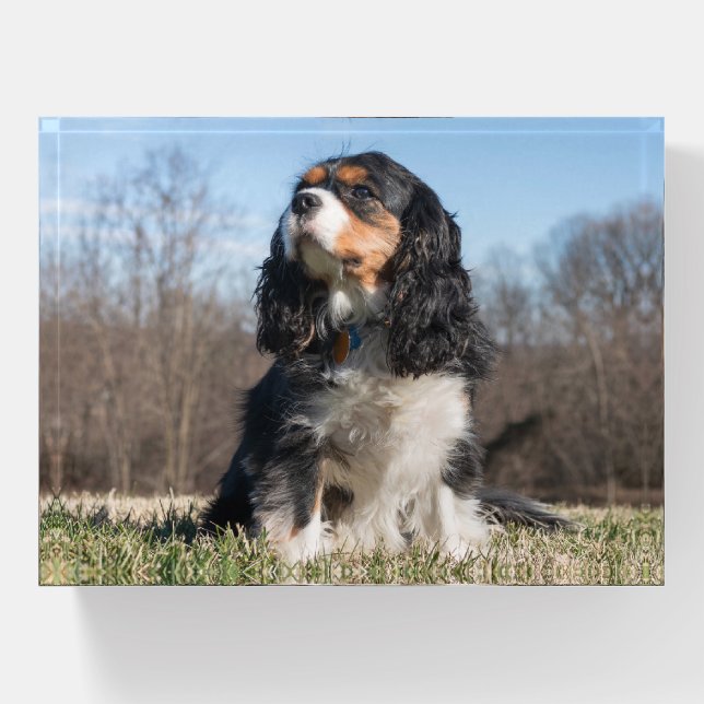 Tri Color Cavalier King Charles Spaniel Dog Paperweight (Front)