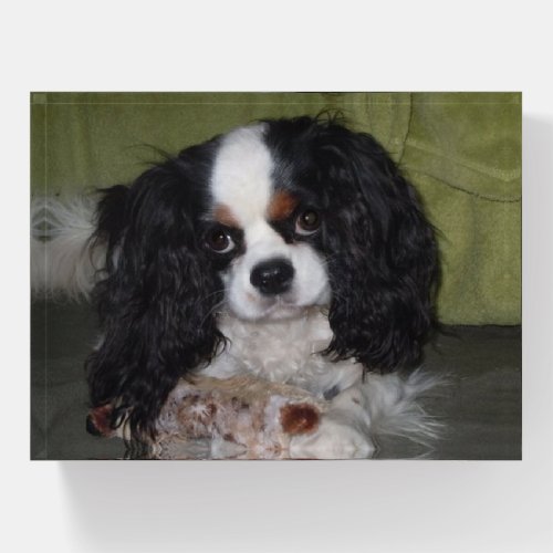 Tri Color Cavalier King Charles Spaniel Dog Paperweight