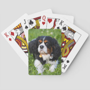 Tri Color Cavalier King Charles Spaniel Dog Poker Cards