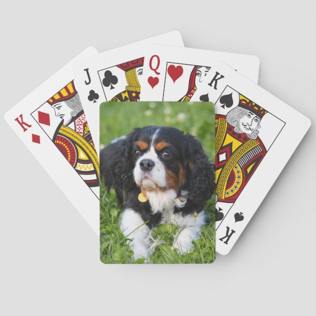 Tri Color Cavalier King Charles Spaniel Dog Poker Cards (Back)