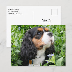 Tri Color Cavalier King Charles Spaniel Dog Postcard