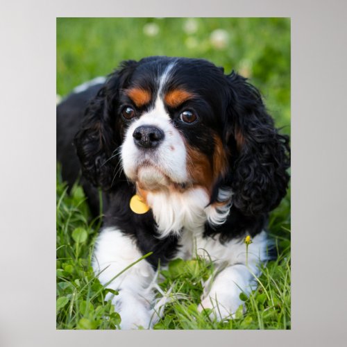 Tri Color Cavalier King Charles Spaniel Dog Poster