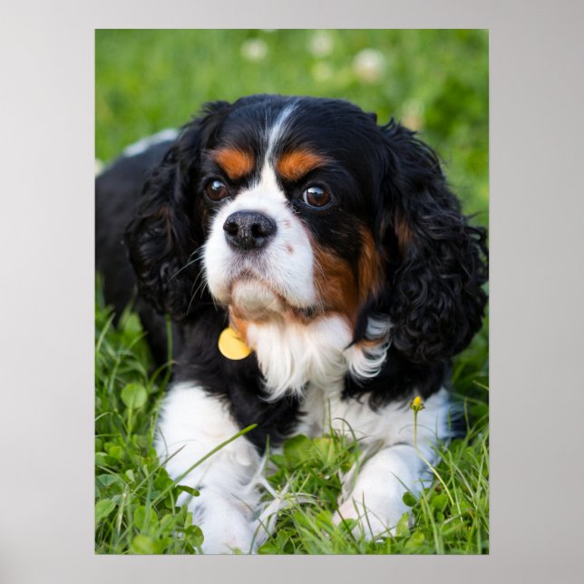 Tri Color Cavalier King Charles Spaniel Dog Poster (Front)
