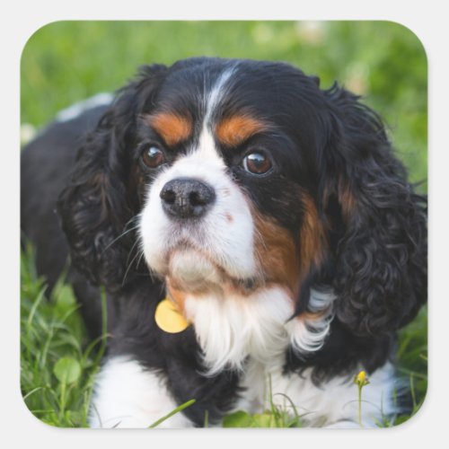 Tri Color Cavalier King Charles Spaniel Dog Square Sticker