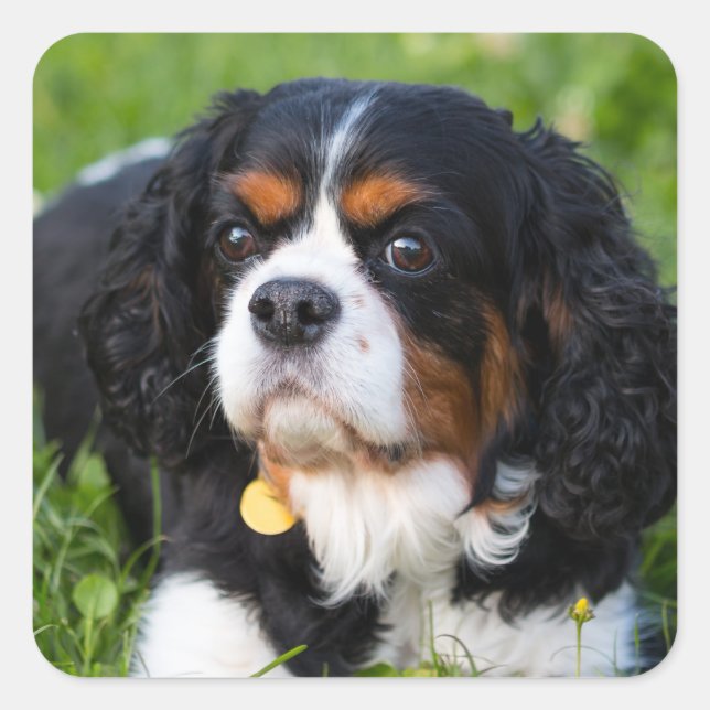 Tri Color Cavalier King Charles Spaniel Dog Square Sticker (Front)