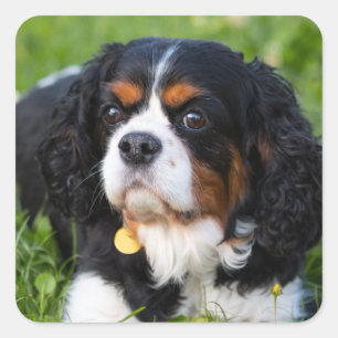 Tri Color Cavalier King Charles Spaniel Dog Square Sticker