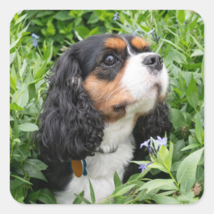 Tri Color Cavalier King Charles Spaniel Dog Square Sticker