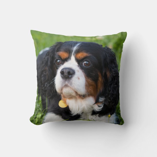 Tri Color Cavalier King Charles Spaniel Dog Throw Pillow (Front)