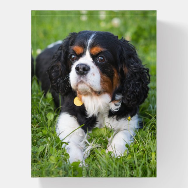 Tri Color Cavalier King Charles Spaniel Paperweight (Vertical)