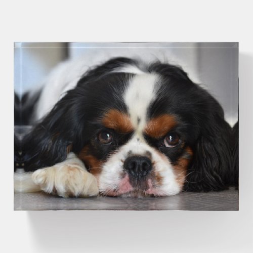 Tri Color Cavalier King Charles Spaniel Paperweight