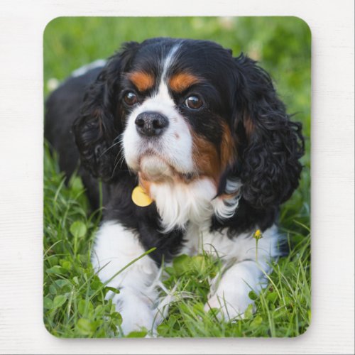 Tri Color Cavalier King Charles Spaniel Puppy Dog Mouse Pad