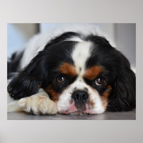Tri Color Cavalier King Charles Spaniel Puppy Dog Poster