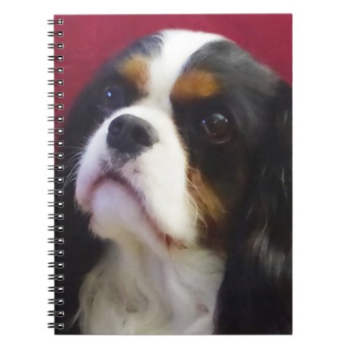 Tri_color Cavalier King Charles Spiral Notebook