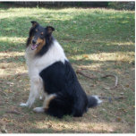 Tri-color Collie photo sculpture<br><div class="desc">Great photosculpture of tricolor Collie makes a great Pin,  Ornament,  Magnet or anything  you can imagine. A smiling Beauty</div>
