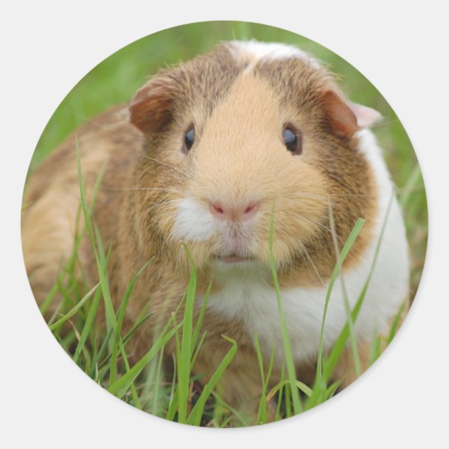 Tri Color Guinea Pig Classic Round Sticker (Front)