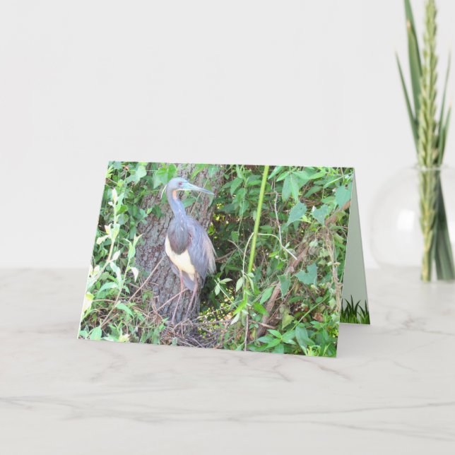 Tri-Color Heron Building a Nest Card (Front)