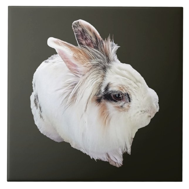 Tri-Color Lionhead Rabbit Ceramic Tile (Front)