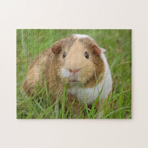 Tri Color Pet Guinea Pig in the Grass Jigsaw Puzzle
