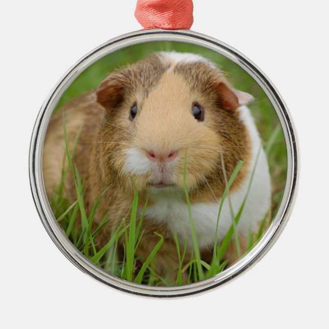 Tri Color Pet Guinea Pig Metal Ornament (Front)