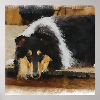 Tri Color  Rough Collie Gifts Art Poster by DogsByDezign at Zazzle