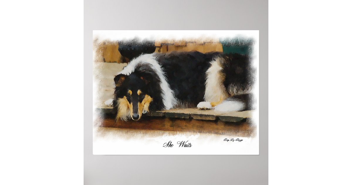 Tri Color Rough Collie Gifts Art Poster | Zazzle
