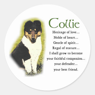 Tri Color Rough Collie Gifts Classic Round Sticker