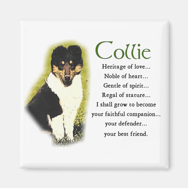 Tri Color Rough Collie Gifts Magnet (Front)