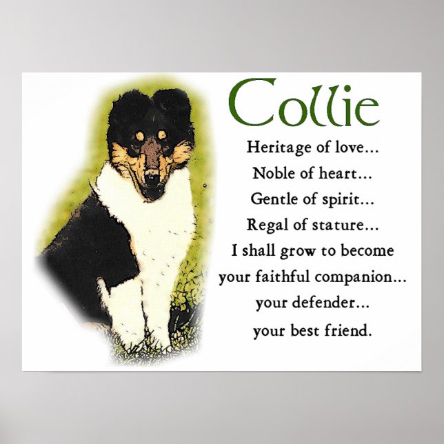 Tri Color Rough Collie Gifts Poster (Front)