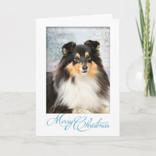 Tri-Color Sheltie Christmas Card