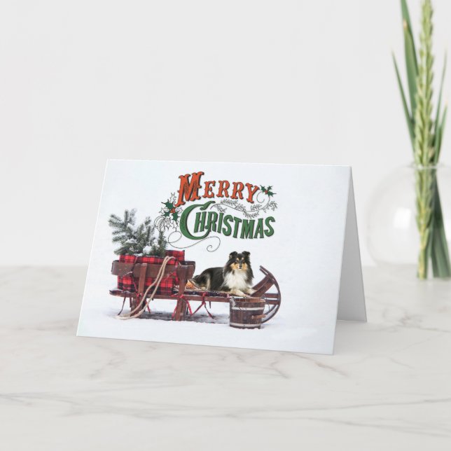 Tri Color Sheltie Christmas Card (Front)