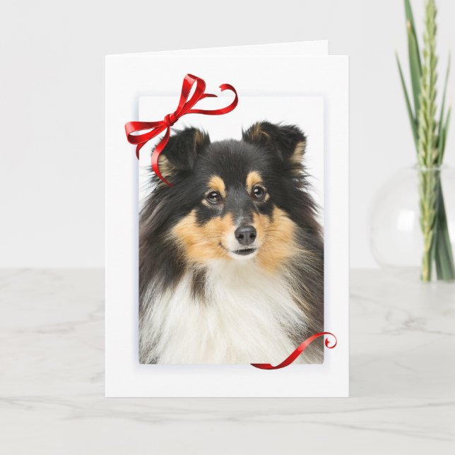 Tri-Color Sheltie Christmas Card (Front)