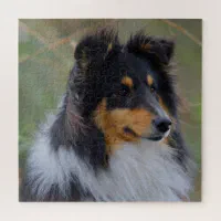 Tri Color Sheltie Shetland Sheepdog Jigsaw Puzzle Zazzle