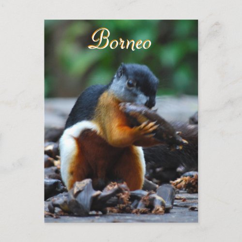Tri Color Squirrel in Borneo Forest Postcard