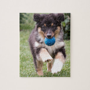 Tri Colored Australian Shepherd Pup Jigsaw Puzzle