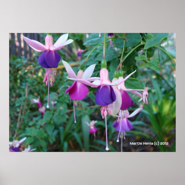 Tri-Colored Bells Poster (Front)