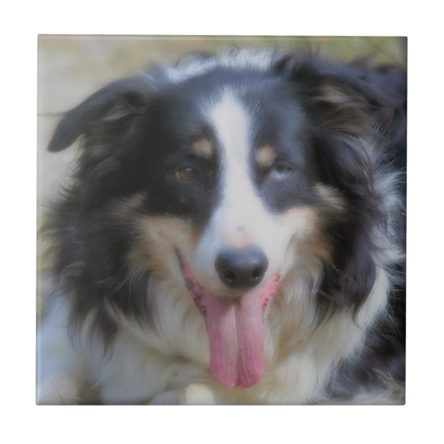 Tri Colored Border Collie Animal Tile (Front)