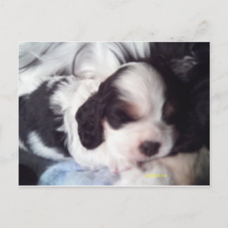 Tri colored cocker spaniel puppy postcard