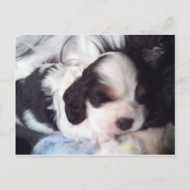 Tri colored cocker spaniel puppy postcard (Front)