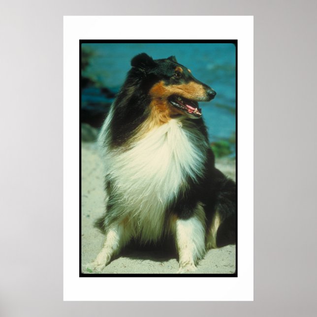 Tri-Colored Collie Poster (Front)