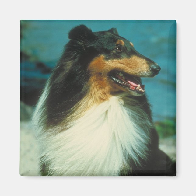 Tri-Colored Collie Rough Coat Magnet (Front)