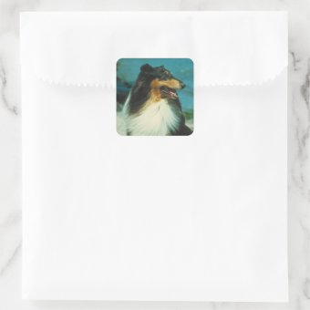 Tri-Colored Collie Rough Coat Square Sticker | Zazzle