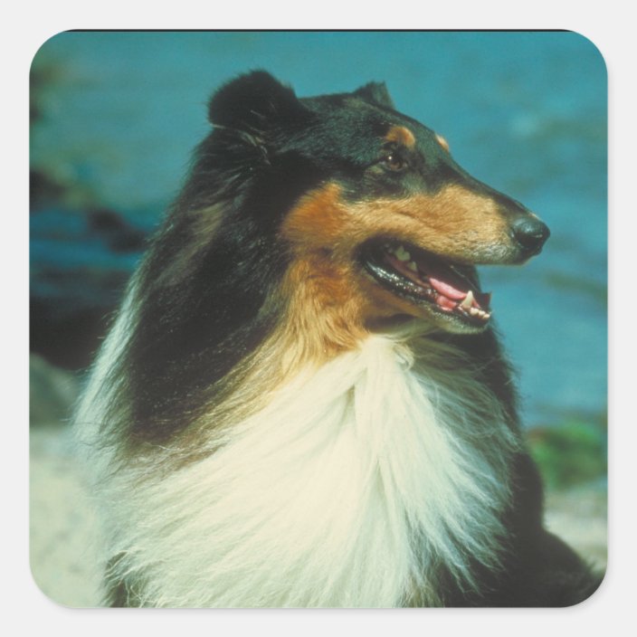 Tri-Colored Collie Rough Coat Square Sticker | Zazzle.com